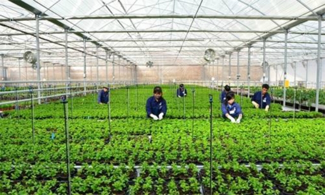 Nhiều doanh nghiệp dồn vốn đầu tư vào lĩnh vực nông nghiệp, đặc biệt là nông nghiệp công nghệ cao (ảnh minh họa)