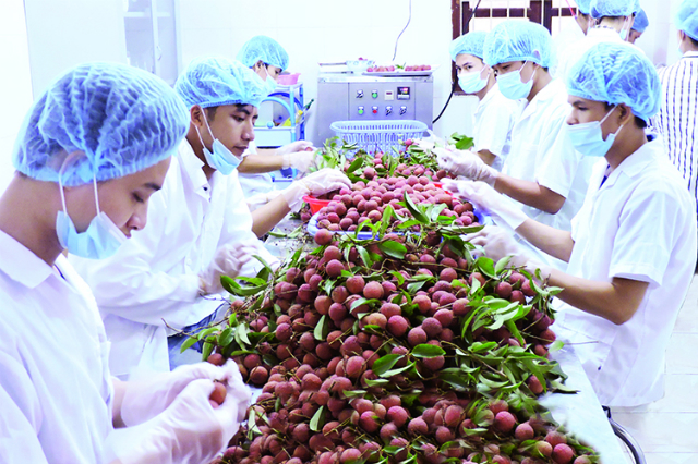 Vải thiều Việt Nam được nhiều thị trường thế giới đón nhận tích cực (ảnh minh họa)