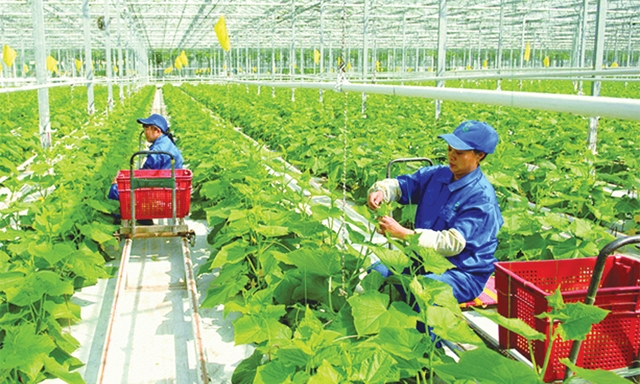 Phát triển nông nghiệp gắn với ứng dụng CNC là đích cần hướng đến cho các HTX nông nghiệp hiện nay