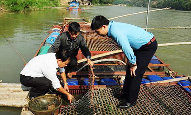 Cá Chiên lồng đang đem lại hiệu quả cao cho HTX