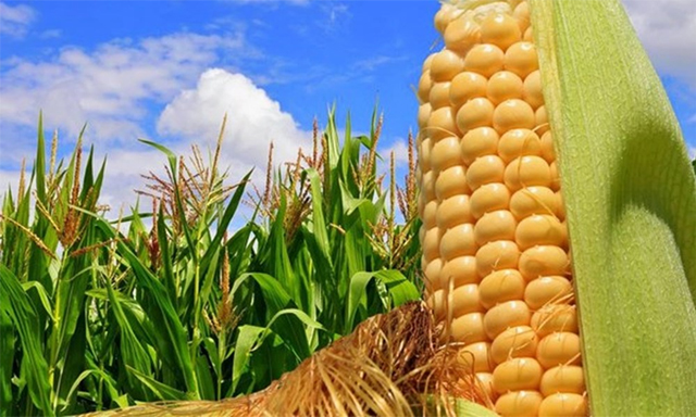 90% cây ngô, đậu tương và củ cải đường của Mỹ hiện nay được can thiệp sinh học