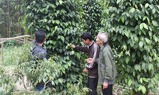 Tiêu Tiên Phước được chọn là sản phẩm OCOP