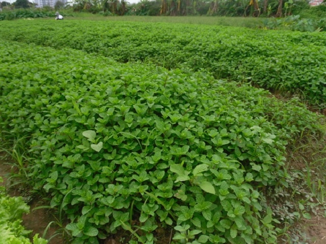 Rau gia vị theo tiêu chuẩn VietGAP của HTX Thạch Lâm