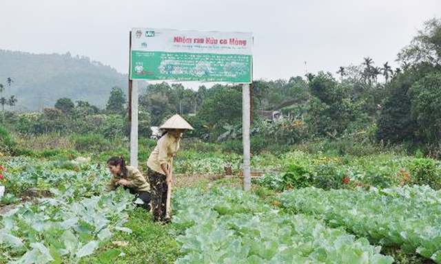 Trồng rau hữu cơ ở HTX Nông sản hữu cơ Lương Sơn