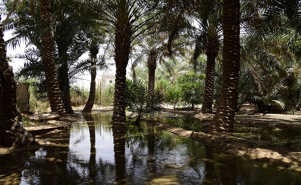 Ốc đảo Al-Ahsa Oasis, Ả Rập Saudi Nằm ở phần phía Đông của Bán đảo Ả Rập, vùng đất này có một truyền thống lâu đời trong lĩnh vực nghề thủ công được truyền từ thế hệ này sang thế hệ khác. Các địa điểm khảo cổ ở Al-Ahsa được coi là đại diện cho dấu vết của con người trong vùng Vịnh từ thời kỳ đồ đá mới đến ngày nay. Với 2,5 triệu cây cọ, Al-Ahsa là ốc đảo lớn nhất thế giới. Đây là một nơi vô cùng trù phú, mang tính độc đáo về địa lý, văn hóa, lịch sử và là ví dụ đặc biệt về cách con người tương tác với thiên nhiên và môi trường xung quanh.