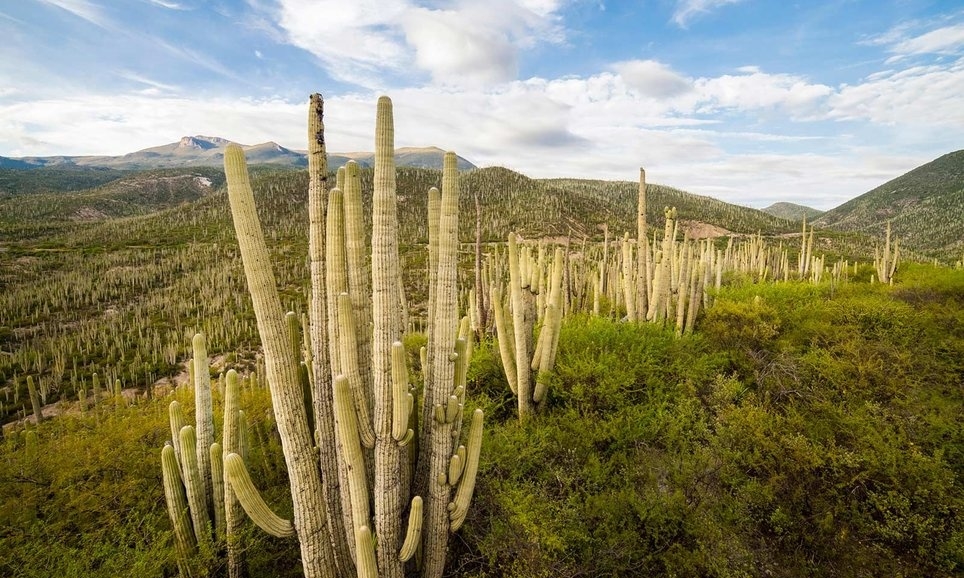 Thung lũng Tehuacán-Cuicatlán, Mexico Thung lũng Tehuacán-Cuicatlán, một phần của vùng Mesoamerican, là khu vực khô cằn hoặc bán khô hạn đa dạng sinh học nhất ở Bắc Mỹ. Nơi này là một trong những trung tâm chính của đa dạng hóa của họ xương rồng, đang bị đe dọa ở cấp độ thế giới. Thung lũng là nơi có những khu rừng xương rồng hình ống dày đặc nhất trên hành tinh, tạo thành một phong cảnh độc đáo, nhất là rừng cây xương rồng Ceroid cactus, một trong những loài xương rồng cao nhất trên thế giới.