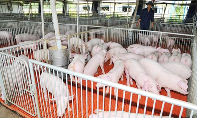 Một góc trang trại của HTX