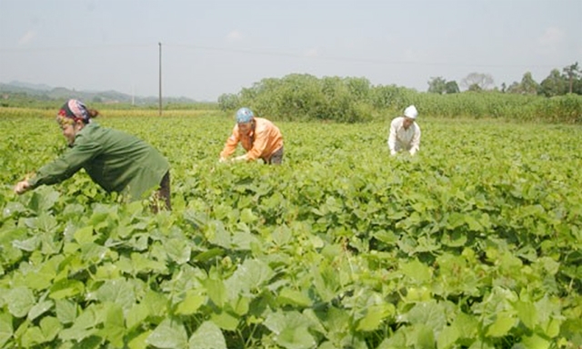 Liên kết sản xuất là xu hướng mới của phụ nữ Yên Thế