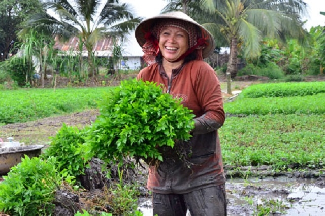 Trồng rau cần VietGAP mang lại giá trị kinh tế và bảo vệ môi trường