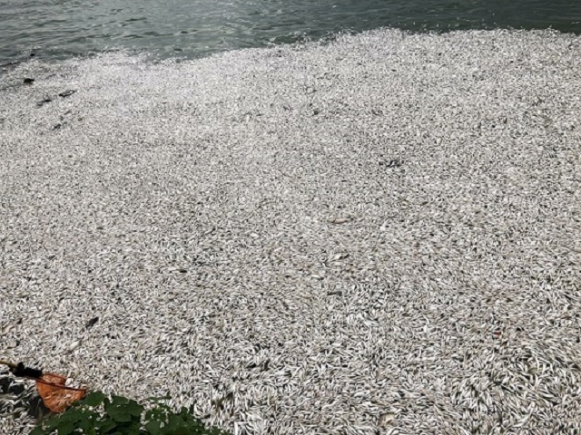 Cá chết nổi trên mặt Hồ Tây