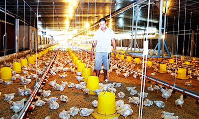 Ông Nguyễn Ngọc Quý chăm sóc đàn gà của HTX