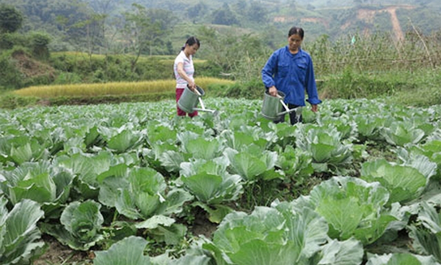 Mô hình rau sạch ở HTX nông nghiệp Bản Nghè