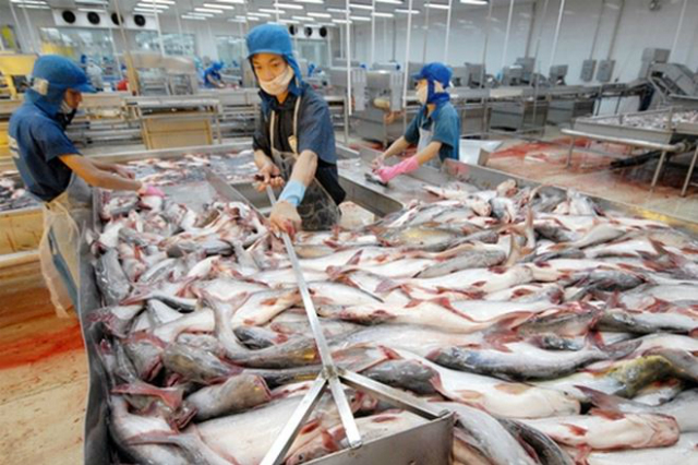 Cá tra Việt Nam có cơ hội lớn xuất khẩu chính ngạch vào thị trường Trung Quốc với thuế suất nhập khẩu mới (ảnh minh họa)