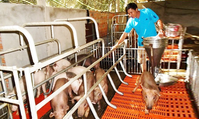 Các HTX huyện Phú Giáo đang hoạt động hiệu quả