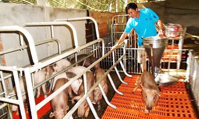 Các HTX huyện Phú Giáo đang hoạt động hiệu quả