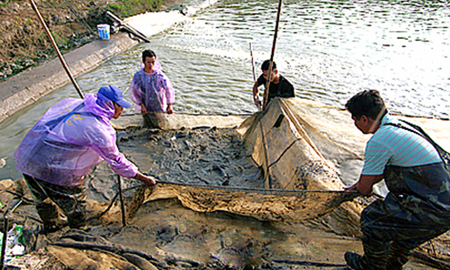 Thành viên HTX Mỹ Hà (Mỹ Lộc) thu hoạch cá trắm đen