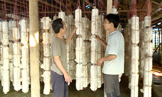 Mô hình trồng nấm ở HTX nấm sạch Bình Yên (Sơn Dương)