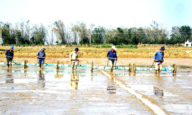 Người dân áp dụng công cụ sạ hàng trên cánh đồng tập trung