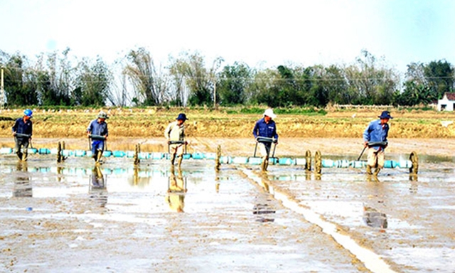 Người dân áp dụng công cụ sạ hàng trên cánh đồng tập trung