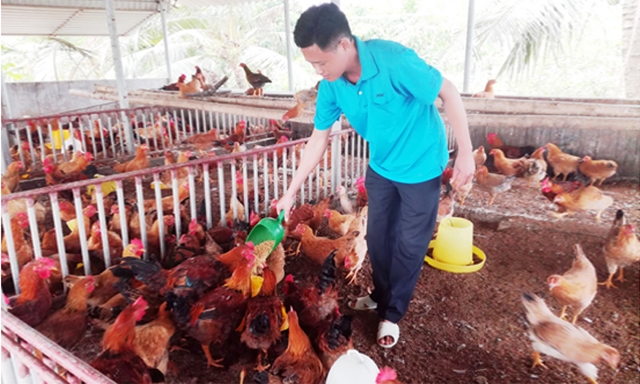 Mô hình nuôi gà sinh học mang lại hiệu quả cao