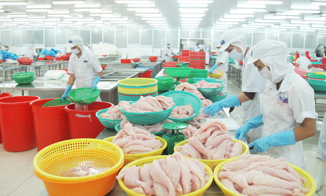 Cá tra xuất khẩu của Việt Nam đang vướng nhiều rào cản thương mại