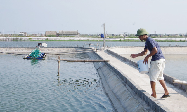 Các HTX thủy sản tại Nam Định đang đem lại hiệu quả cao