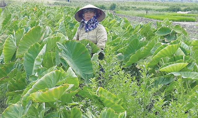 Bà Đỗ Thị Đáy (thôn 9) phấn khởi vì 5 sào khoai sọ của gia đình đang phát triển tốt