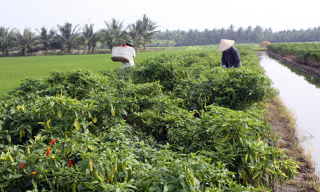 HTX đang tạo việc làm cho gần 100 lao động từ trồng ớt