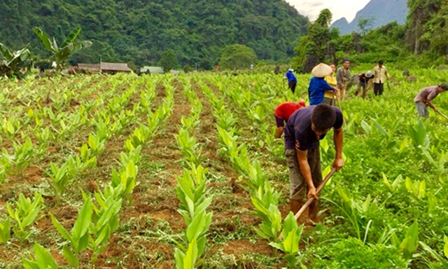 Thành viên HTX triển khai trồng vụ nghệ mới