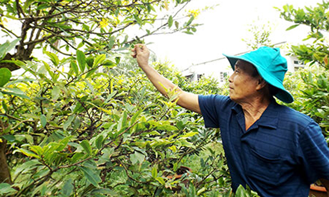 Mai vàng Phú Hưng đang cho hiệu quả kinh tế cao