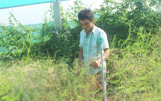 Mô hình liên kết sản xuất măng tây xanh ở Bình Thuận (Ảnh:NNVN)