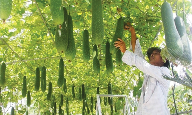 Mô hình trồng rau hữu cơ ở Tượng Sơn