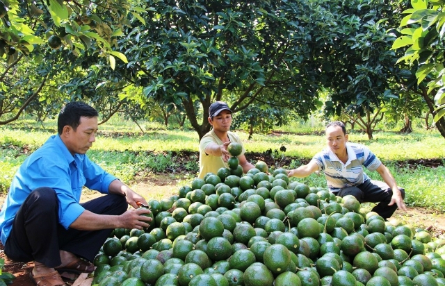 Toàn tỉnh Đắk Nông hiện có 2.600ha trồng bơ, chiếm khoảng 20% diện tích cây ăn trái (Ảnh minh họa: Internet)