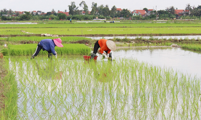 HTX đang làm tốt mô hình sản xuất lúa giống