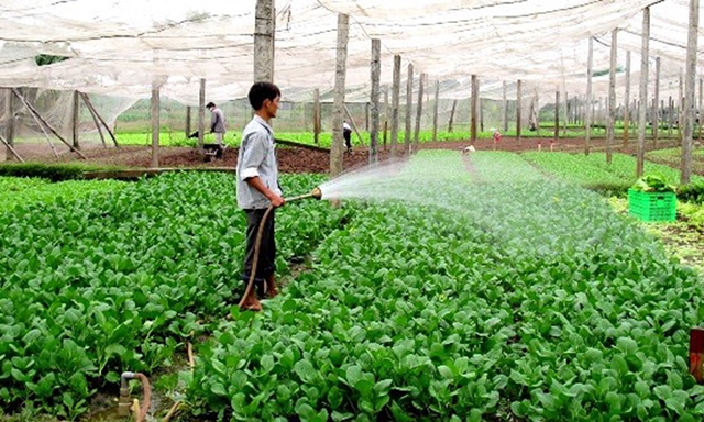 Rau VietGAP của HTX đang cho hiệu quả cao