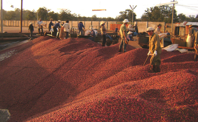 Kim ngạch xuất khẩu cà phê giảm do giá giảm tới 14,5%, dù lượng tăng hơn 10% (Ảnh minh họa: Internet)