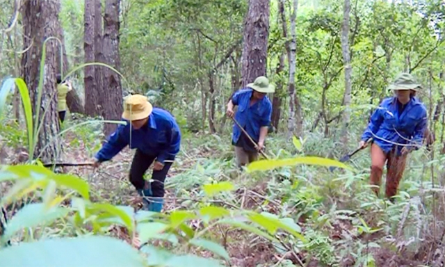 Nhờ rừng, các thành viên HTX và người dân đã có nguồn thu ổn định