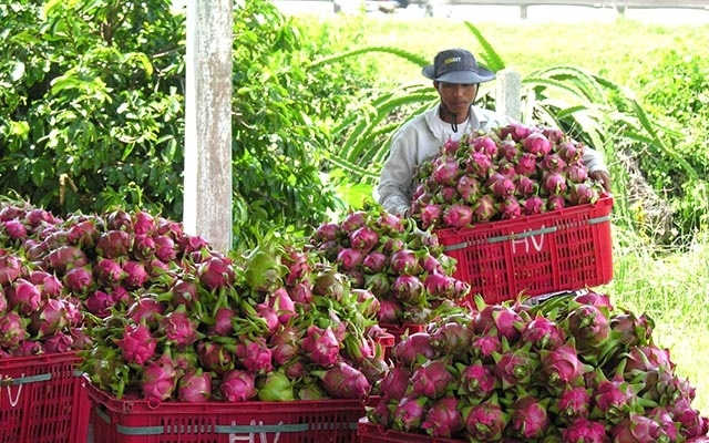Bình Thuận hiện có hơn 27.700ha trồng thanh long.