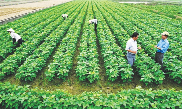 Phát triển chuỗi giá trị nông nghiệp bền vững không thể thiếu vai trò kiến tạo của Nhà nước