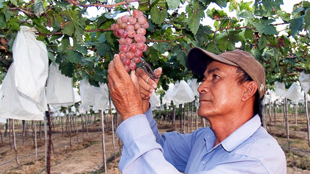 Thành viên HTX chăm sóc nho