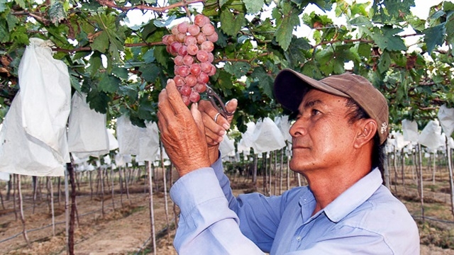 Thành viên HTX chăm sóc nho