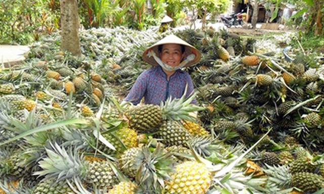 Nông sản của nhà vườn ở huyện Châu Thành có đầu ra ổn định là nhờ HTX