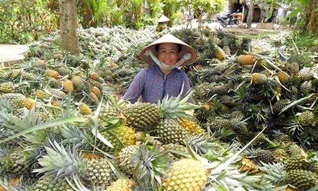 Nông sản của nhà vườn ở huyện Châu Thành có đầu ra ổn định là nhờ HTX