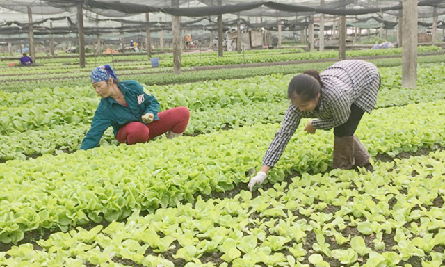 Khu trồng rau của HTX