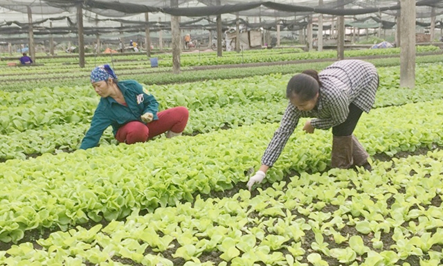 Khu trồng rau của HTX