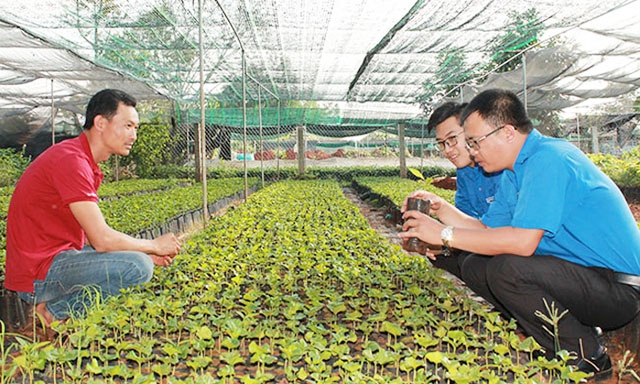 Các HTX thanh niên tỉnh Đăk Lăk hoạt động rất hiệu quả