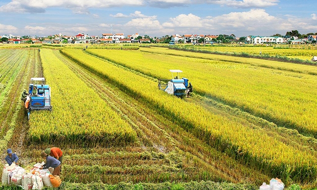 Số DN đầu tư vào nông nghiệp hiện mới chiếm khoảng 8% tổng số DN đang hoạt động trên cả nước