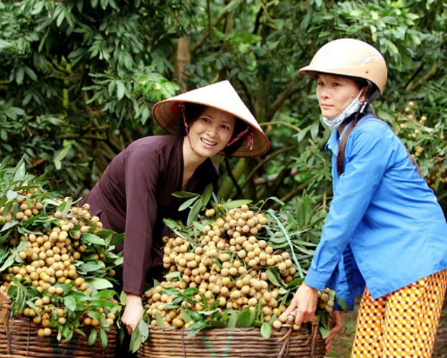 Hưng Yên đang có gần 300 HTX hoạt động hiệu quả