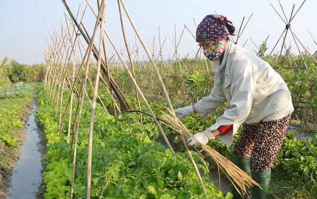 Sản xuất nông nghiệp hữu cơ gắn với bảo vệ môi trường là đích đến mà ngành nông nghiệp tỉnh Hòa Bình hướng tới trong thực hiện tái cơ cấu trồng trọt và chăn nuôi.