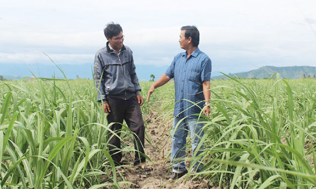 HTX đang góp phần vực dậy sản xuất tại địa phương